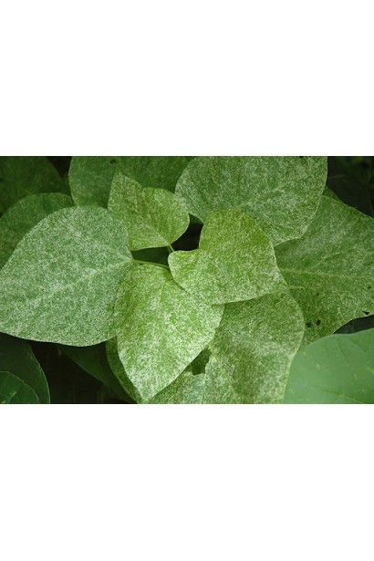 Листя з кремово-жовтими плямами у катальпи